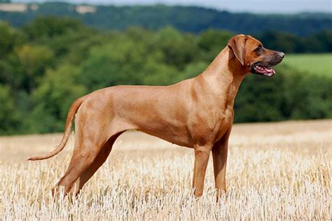 Rhodesian Ridgeback Dog Breed Information