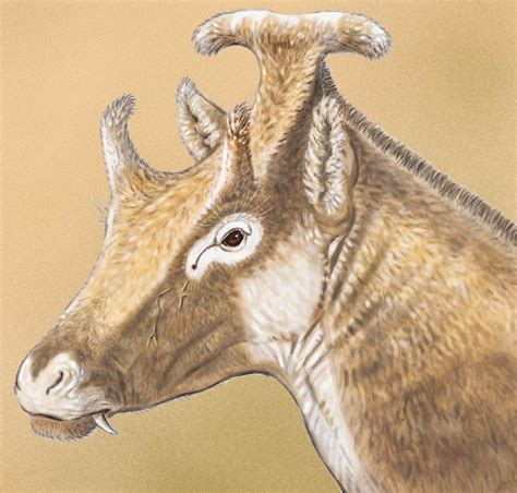 Xenokeryx amidalae: Strange 'Padme Amidala' ruminant discovered in Spain is extinct ancestor of ...