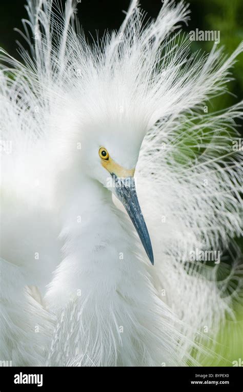 Little Egret Breeding Plumage