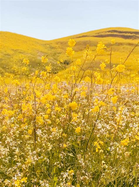 How to See the Chino Hills State Park Wildflowers (Mustard Blooms, Poppies, and More) - Pictures ...