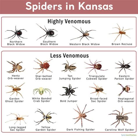 Spiders in Kansas:List with Pictures