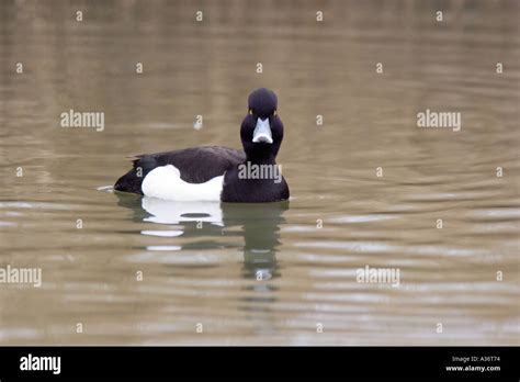 Male Tufted Duck UK spring Stock Photo - Alamy