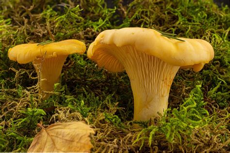 Mushroom - California Golden Chanterelle - California State Capitol Museum