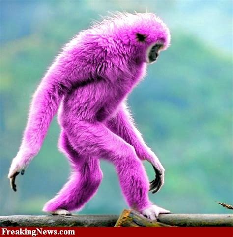 Pink Monkey | Pink monkeys, Funny monkey pictures, Monkey pictures