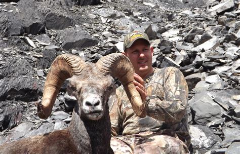 stone sheep hunting BC (3) | Big Nine Outfitters