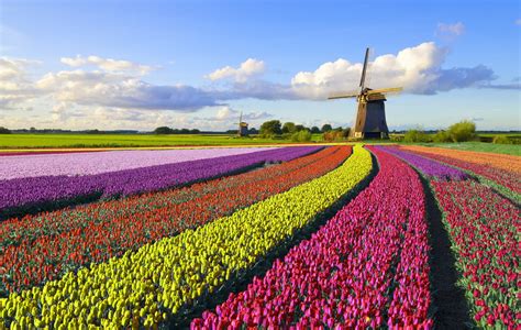 Holland Tulip Festival 2023 — American Classic Tours