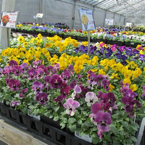 Nolt's Garden Center in Lebanon, 1555 Colebrook Rd. - Nurseries ...