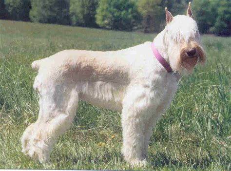 Schnauzer, Giant Breed Guide - Learn about the Schnauzer, Giant.