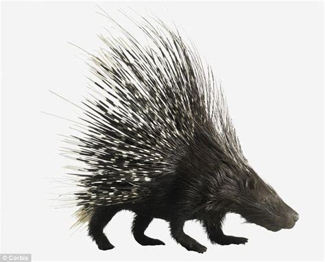 Porcupine quills could help scientists develop less painful hypodermic ...