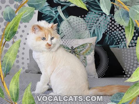 Orange Ragdoll Cat: Complete Guide - Vocal Cats