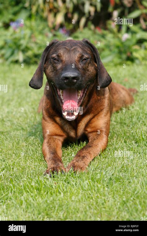 Hanover Hound, hunting dog yawning, Germany Stock Photo - Alamy