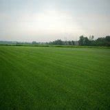 Double Eagle Centipede Grass Seed 1 Lb. - 2000 Sq.ft Coverage - Walmart.com