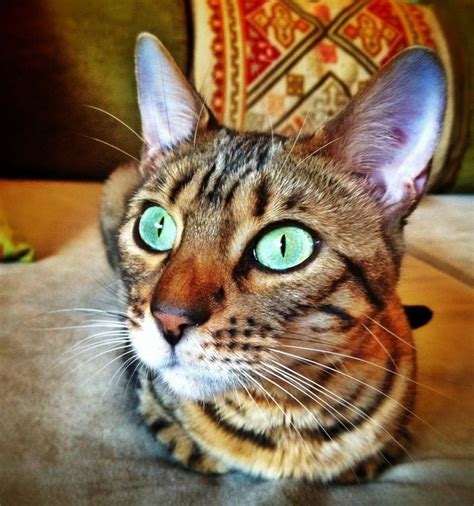 Bengal cat Green eyes, Jill G Rosenberg | Bengal cat, Cats, Cat greens