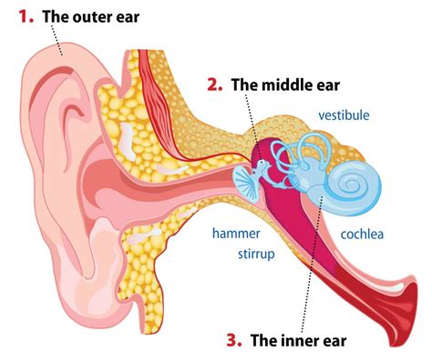 What is conductive hearing loss? - Blog of Kiversal