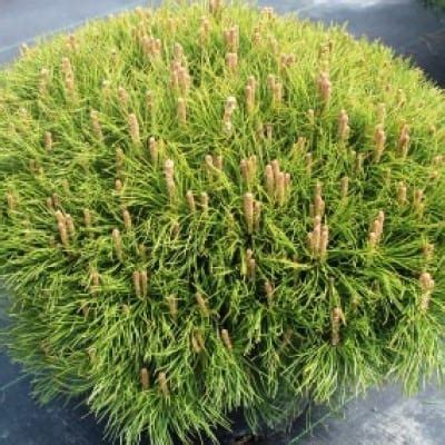 Pinus mugo Pumilio - Blomidon Nurseries