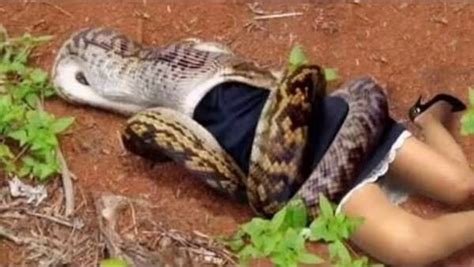 Can an Anaconda swallow a fully-grown human being?