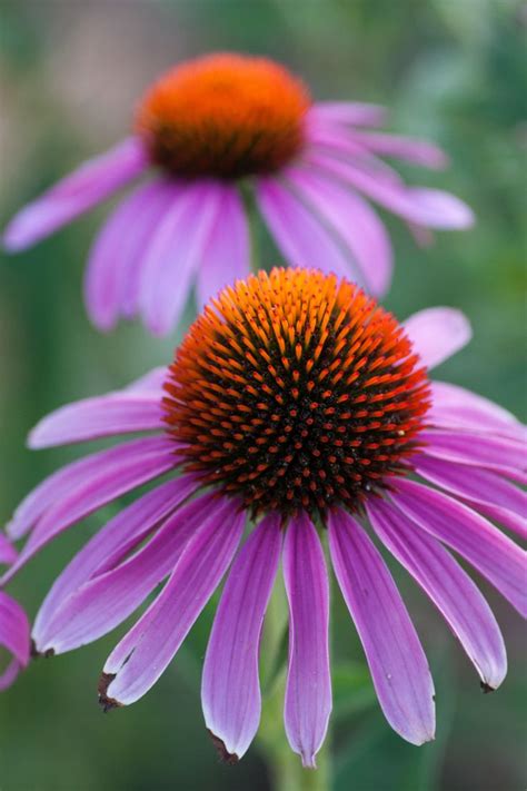 Echinacea | Echinacea, Flowers, Love flowers