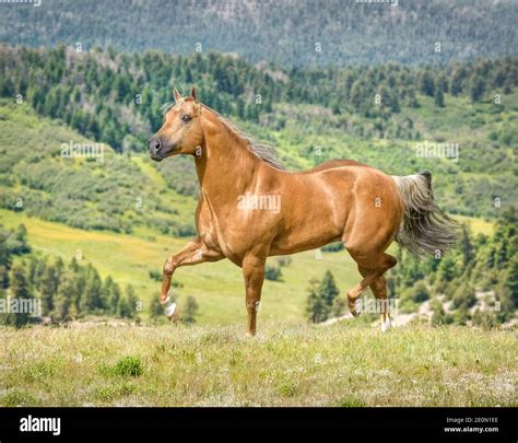 15 year old palomino Quarter horse stallion Stock Photo - Alamy