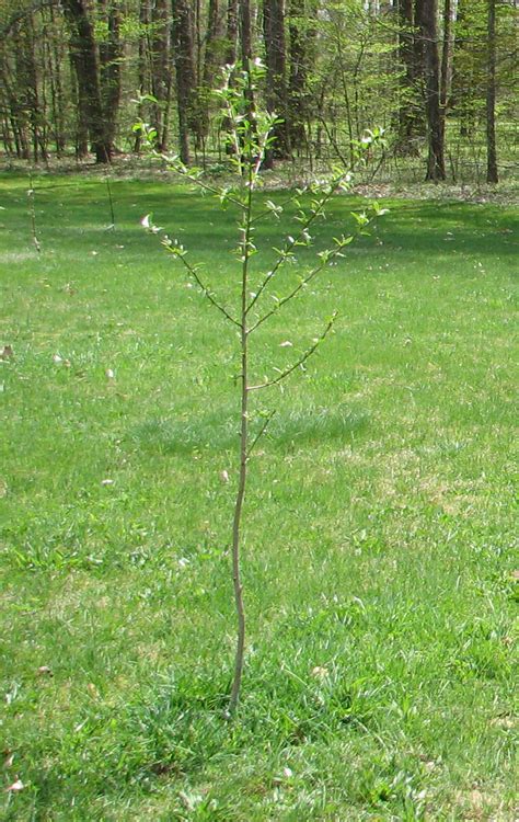 How to Plant a Fruit Tree - Mama's Homestead