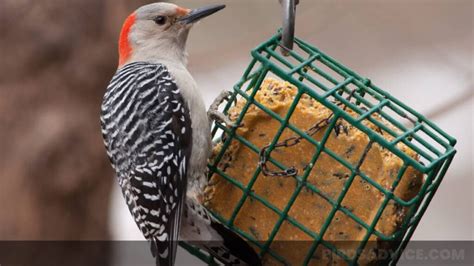 How to Make Homemade Suet for Birds? 3 Easiest Ways