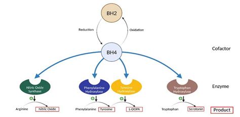 Reactions affected by tetrahydrobiopterin (BH4) availability. BH4 acts... | Download Scientific ...