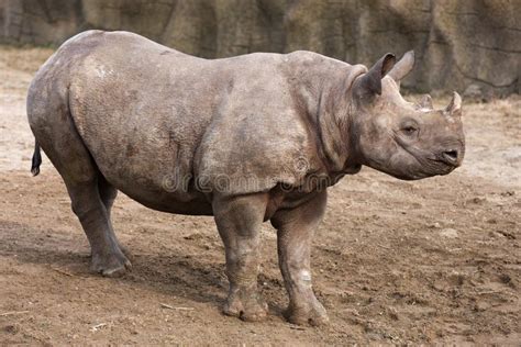 Black Rhinoceros baby stock photo. Image of young, wildlife - 18656932