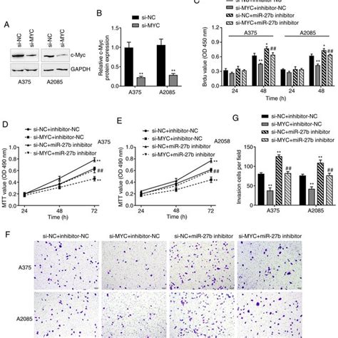 Protein levels and distribution of c-Myc in tissue samples. (A ...