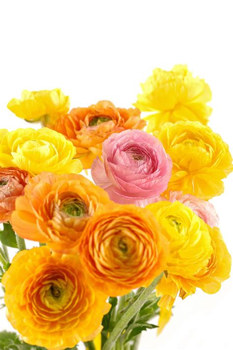 How to Plant Ranunculus Bulbs - Planting, Growing, and Storing