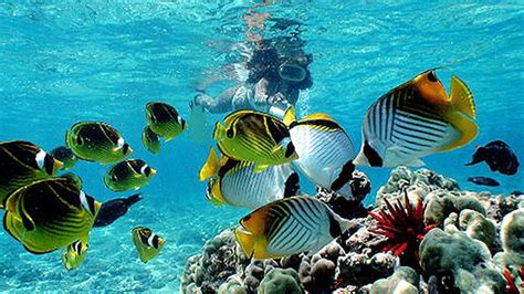 Guide to Snorkeling in Hawaii: Spots, Tours & Rentals | Hawaii.com