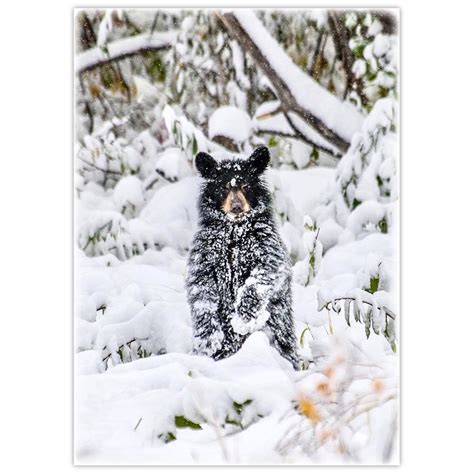 Bear Cubs in Snow - DōnaBōna Cards