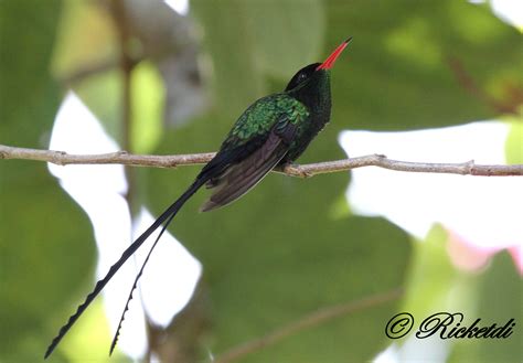 Download Bird Hummingbird Doctor Bird Animal Red-billed Streamertail HD Wallpaper by Ricketdi