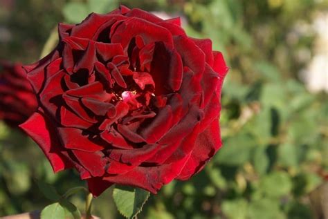 Crimson Glory - Ludwigs RosesLudwigs Roses