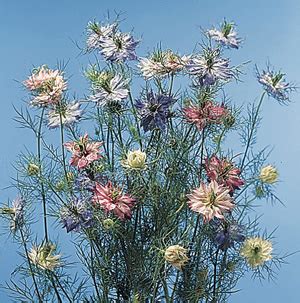 Love in a Mist - Nigella damascena - Calyx Flowers, Inc