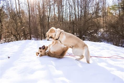 Golden Retriever Play Fighting During Maine Winter | Pure breed dogs, Dog friends, Golden puppy