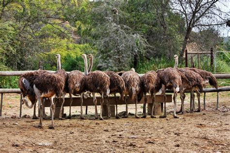 Ostrich-Africa-7 - World Adventurists