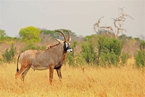 Roan Antelope Mammals of Africa | Uganda | Kenya - Discover Gorillas