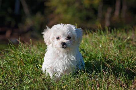 Teacup Maltese - Complete Breed Guide - Animal Corner