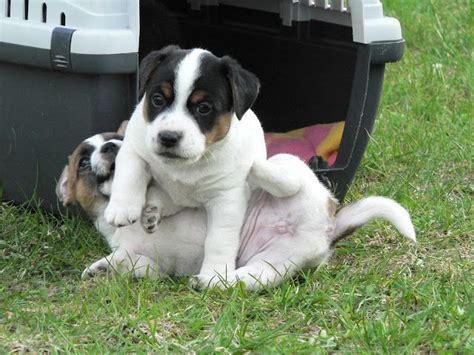 Jagdterrier Puppies For Sale | Indianapolis, IN #196186