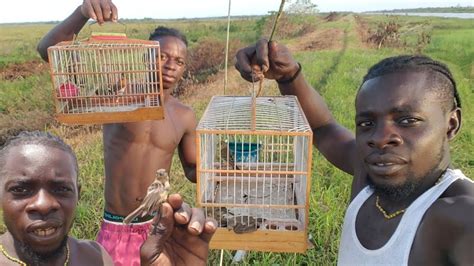 Catching Fire Red Birds Catching Bird In Guyana (Beze Hunting) - YouTube