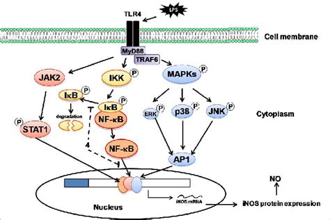 Inducible nitric oxide synthetase (iNOS) signaling pathway activated by ...