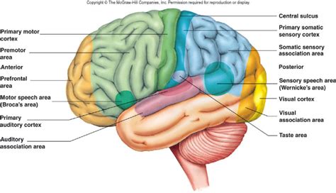 primary motor cortex - Google Search | Brain cortex, Primary motor ...