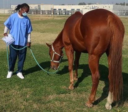 Corcoran sees horses return to Facility 4B