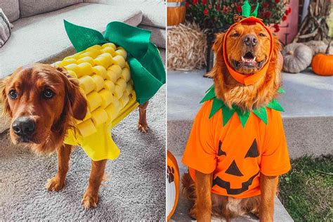 Golden Retriever Models Owner's Creative DIY Halloween Costumes