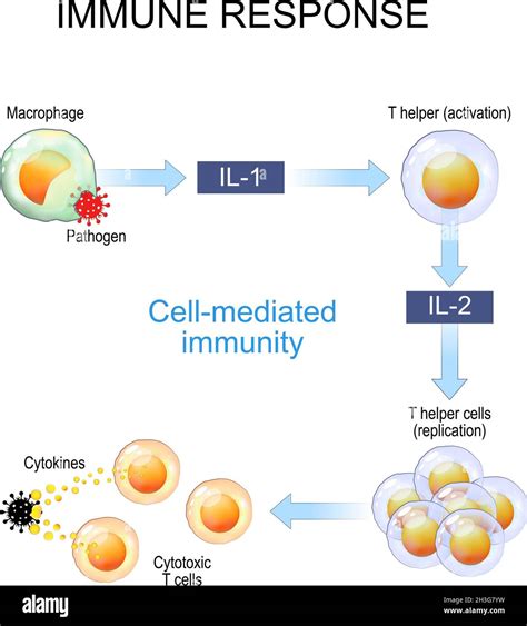 Cell mediated immunity Stock Vector Images - Alamy