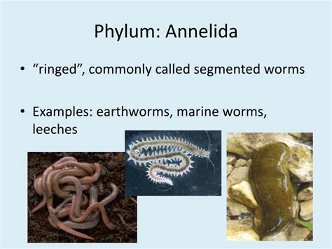 Annelids Examples