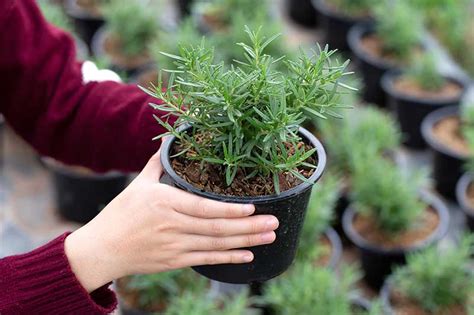 How to Grow Rosemary Indoors | Gardener’s Path