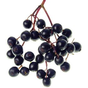 3 benefits of black elderberry syrup for our immune system