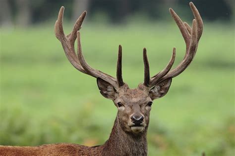 Young Red Deer Stag With Velvet Antler Photograph by Hammerchewer (g C Russell) - Fine Art America