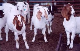 Goat Breeding Tips for Livestock Farmers (Urdu) - Agribusiness Pakistan