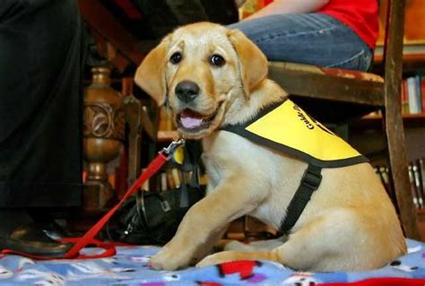 Guide Dogs of America (GDA) puppy in training. Become a puppy raiser! | Guide dog, Dogs, Dog ...